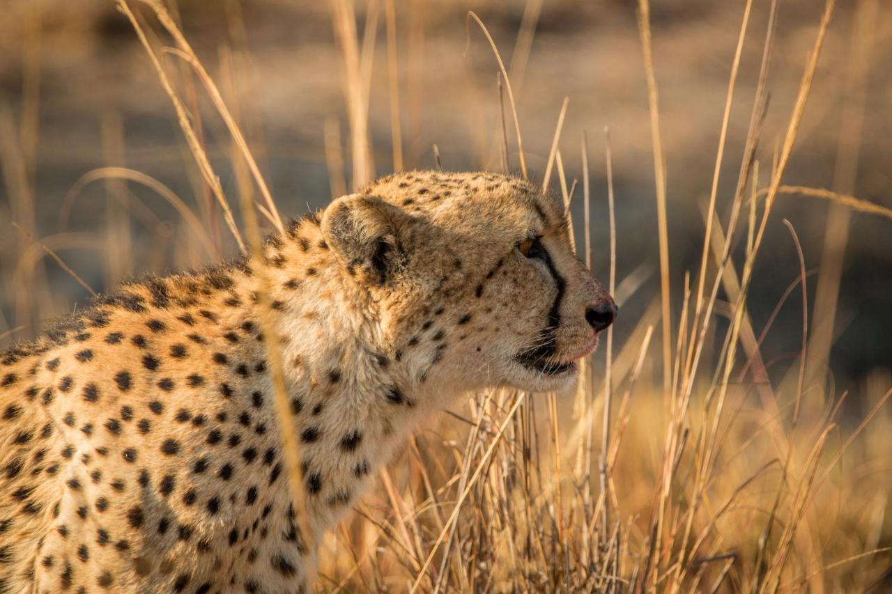 Laluka Safari Lodge - Riserva Naturale di Welgevonden Esterno foto