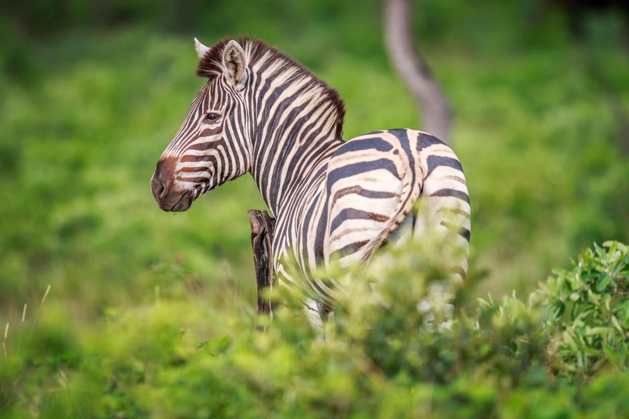 Laluka Safari Lodge - Riserva Naturale di Welgevonden Esterno foto