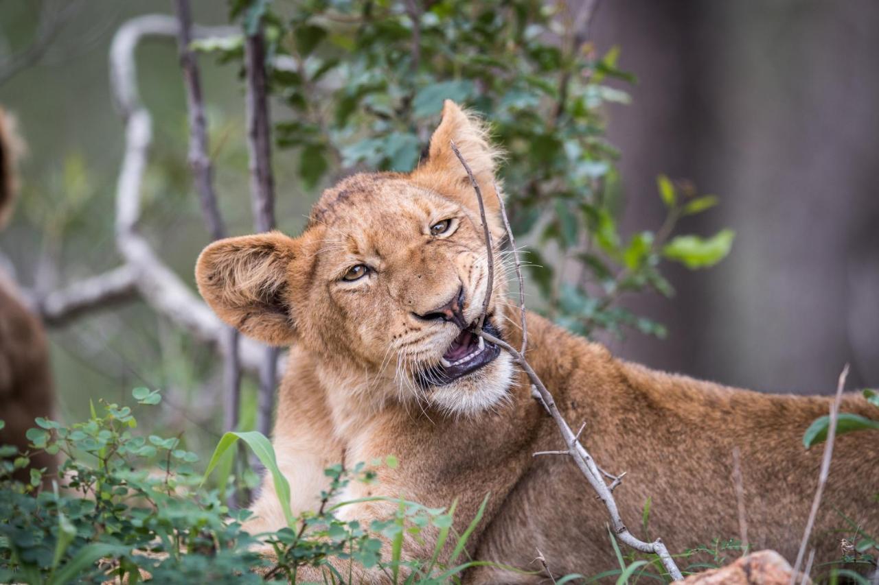 Laluka Safari Lodge - Riserva Naturale di Welgevonden Esterno foto