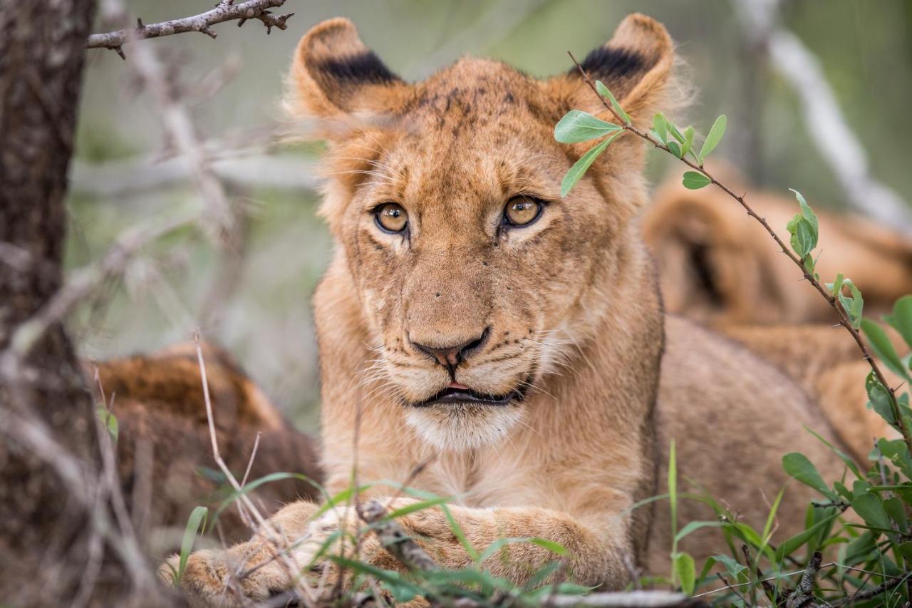 Laluka Safari Lodge - Riserva Naturale di Welgevonden Esterno foto