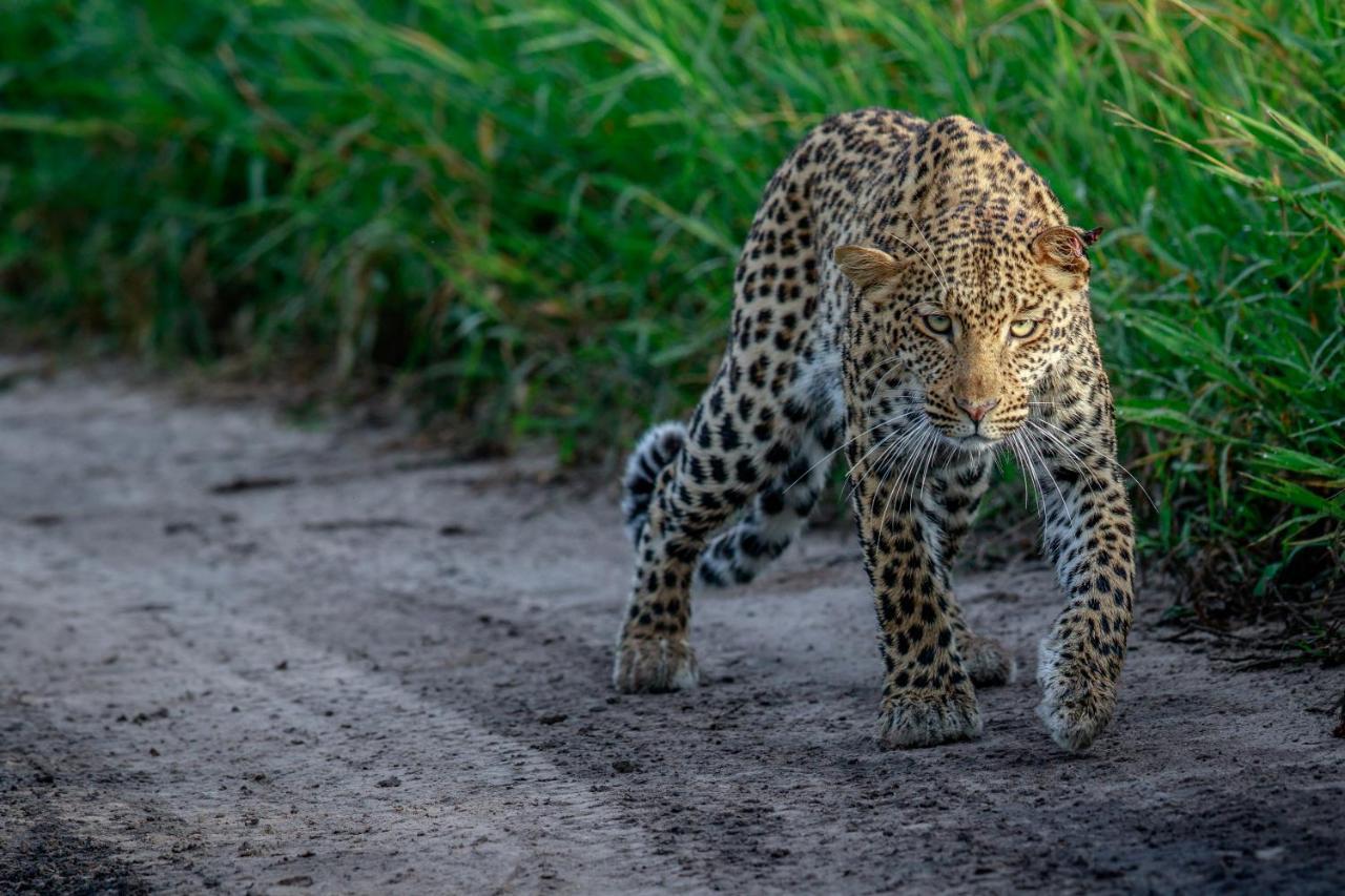 Laluka Safari Lodge - Riserva Naturale di Welgevonden Esterno foto