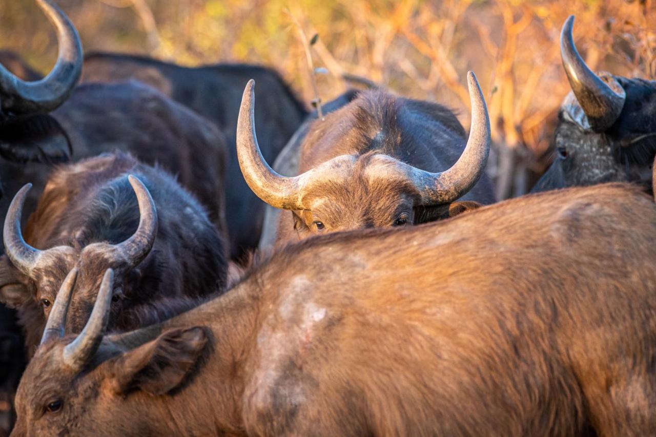 Laluka Safari Lodge - Riserva Naturale di Welgevonden Esterno foto