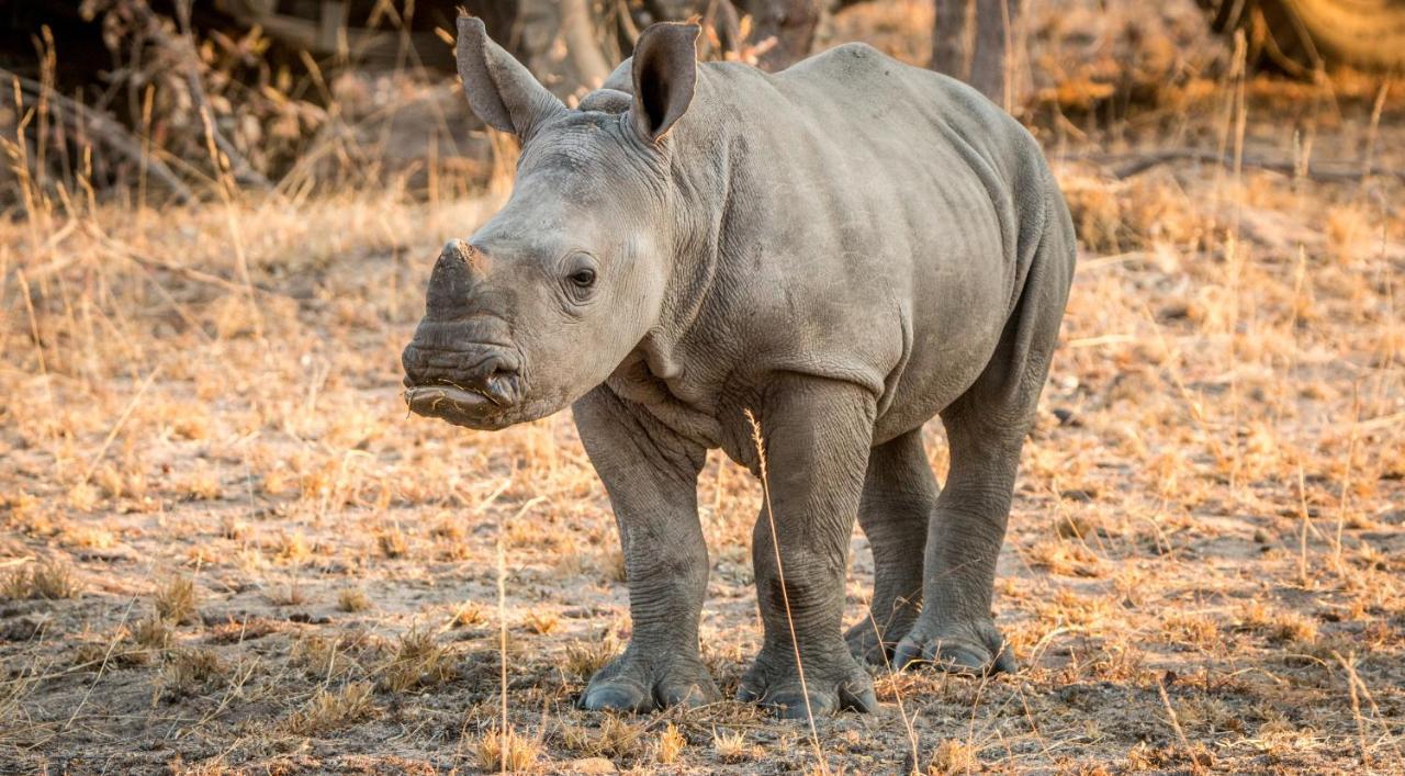 Laluka Safari Lodge - Riserva Naturale di Welgevonden Esterno foto