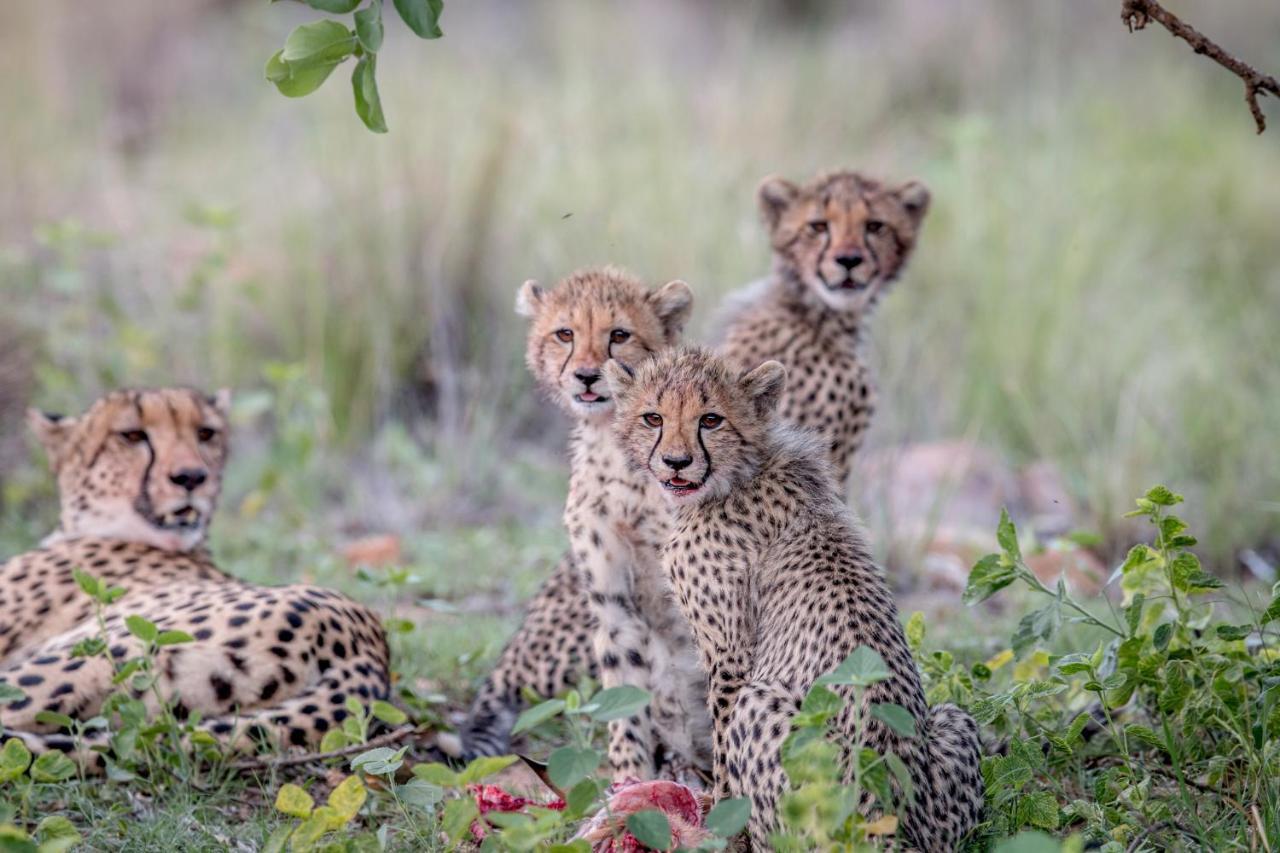 Laluka Safari Lodge - Riserva Naturale di Welgevonden Esterno foto
